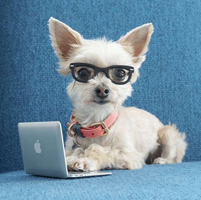 doggy macbook