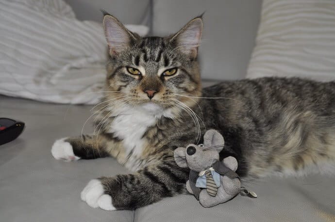 cat on the bed