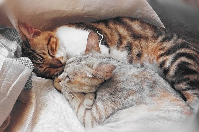 Why do Cats Sleep on You? 5 Possible Reasons