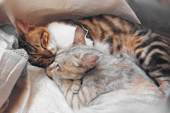 why-do-cats-sleep-on-you-5-possible-reasons