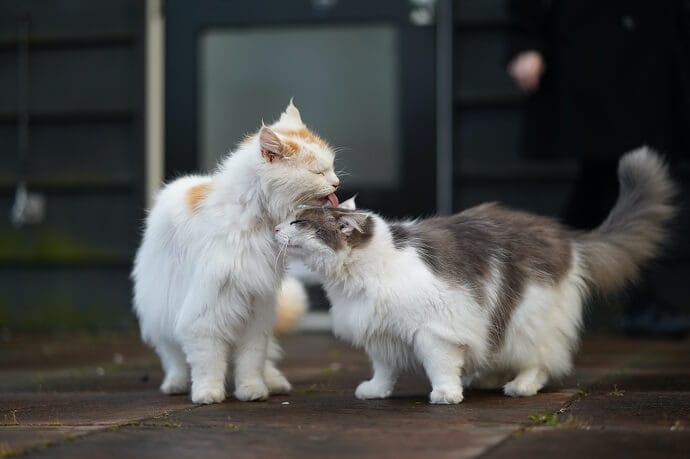 cats licking each other