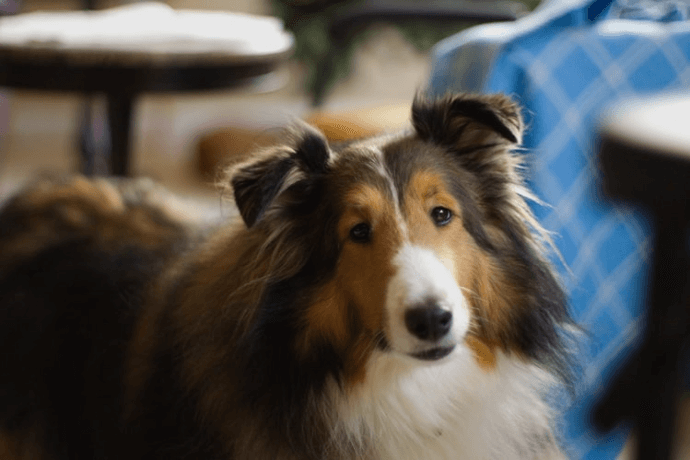 Collie at home