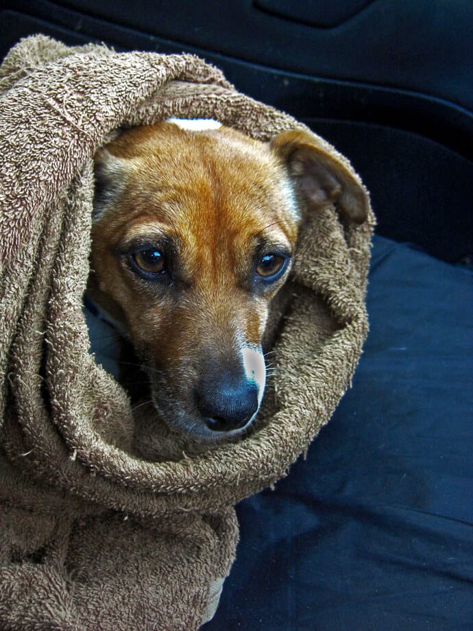 dog in a wet towel