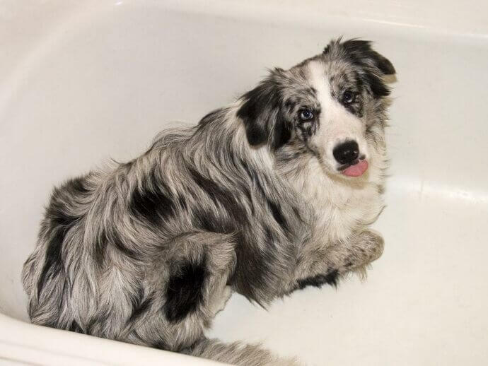 dog in bath