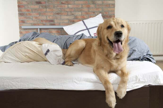 dog on the bed