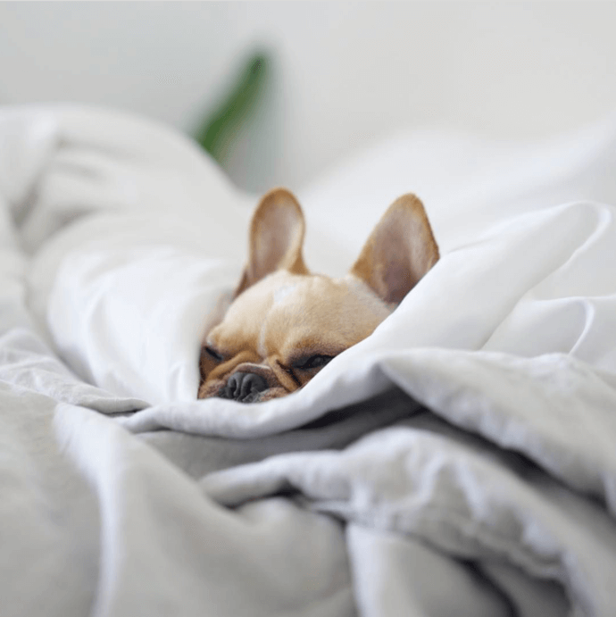 dog sleeping in sheets