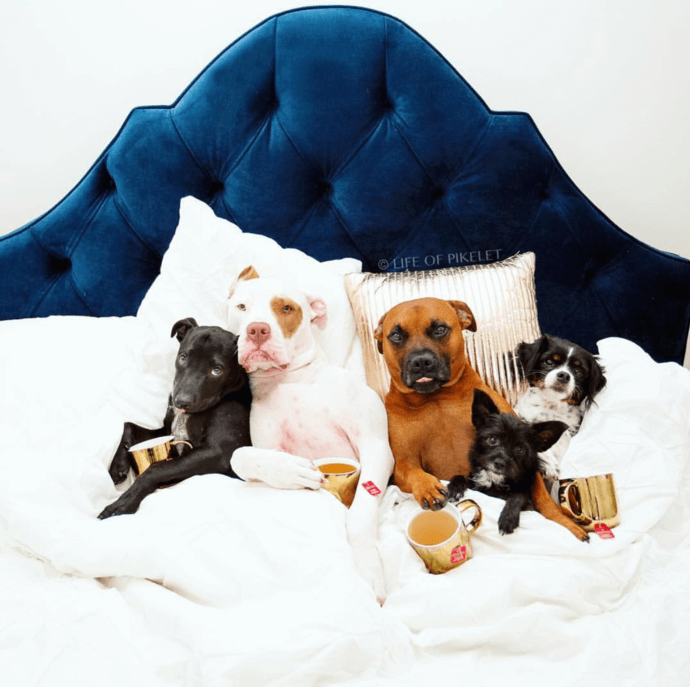 dogs in bed