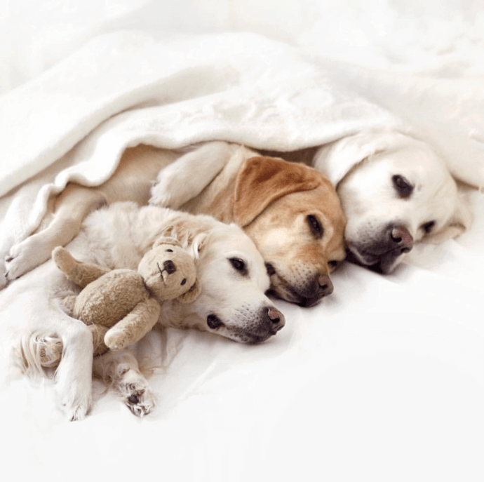 dogs with a teddy bear