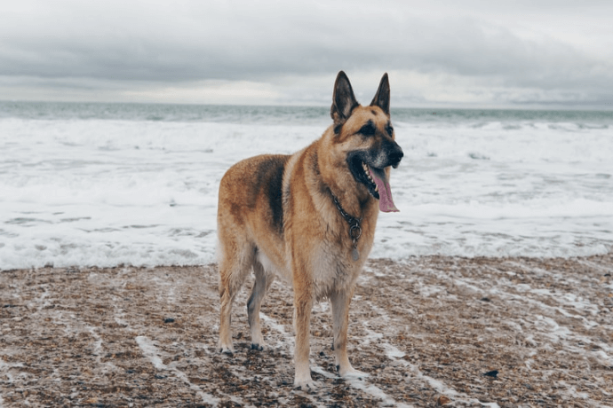 German Shepherd on the beach