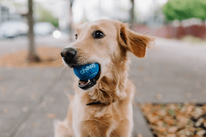 Golden Retriever with a ball