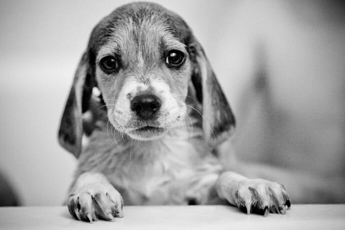 how to make dogs enjoy baths