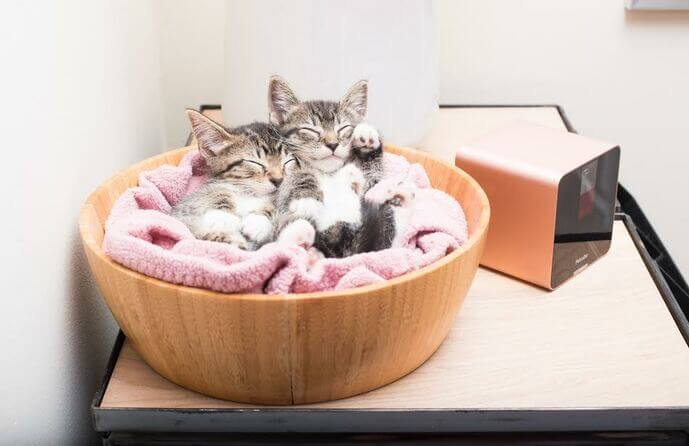 cute kittens