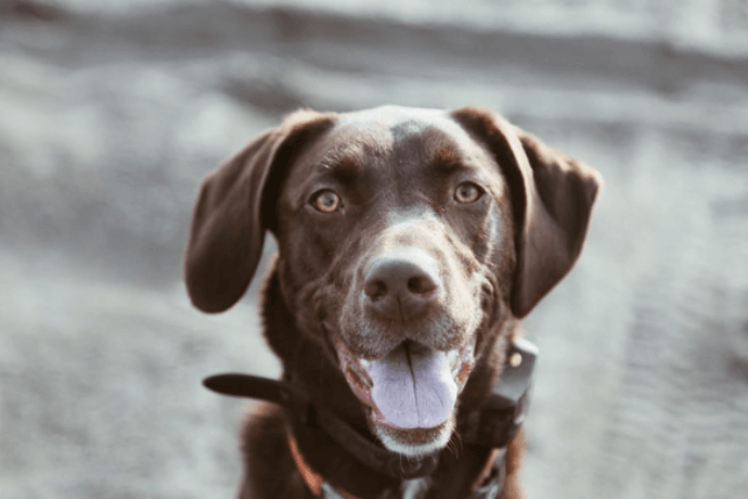 Brown Labrador Retriever