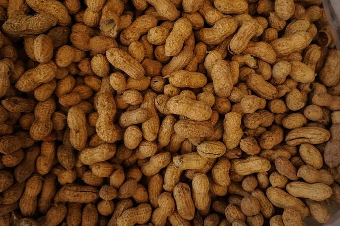 can cats eat peanuts