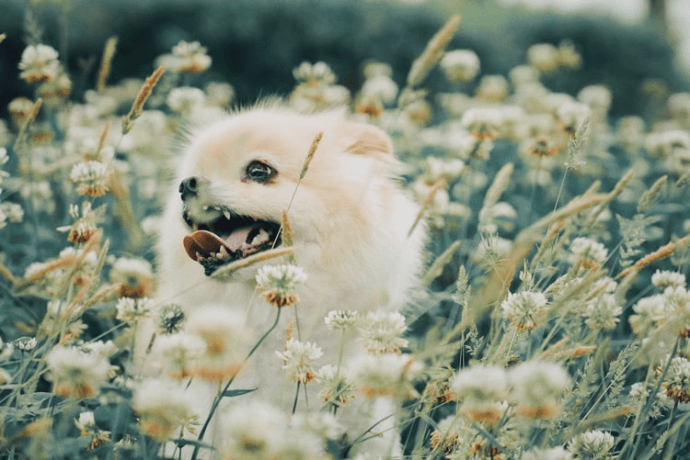 Pomeranian in the grass