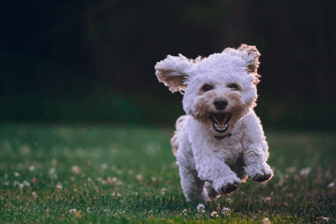 Poodle running