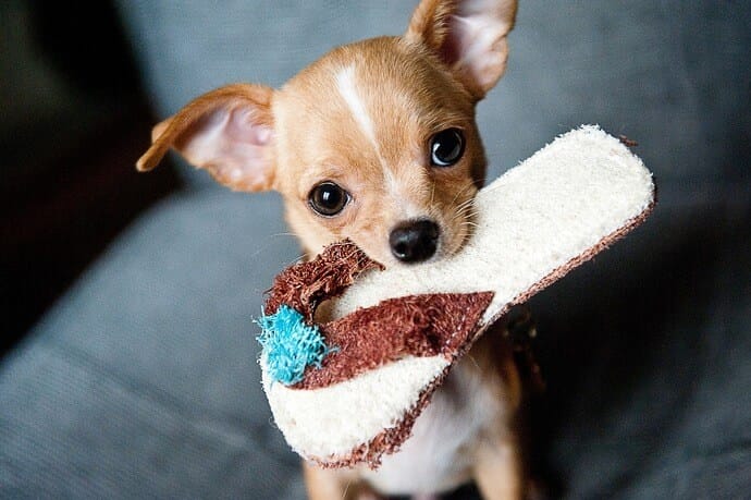 puppy with slippers