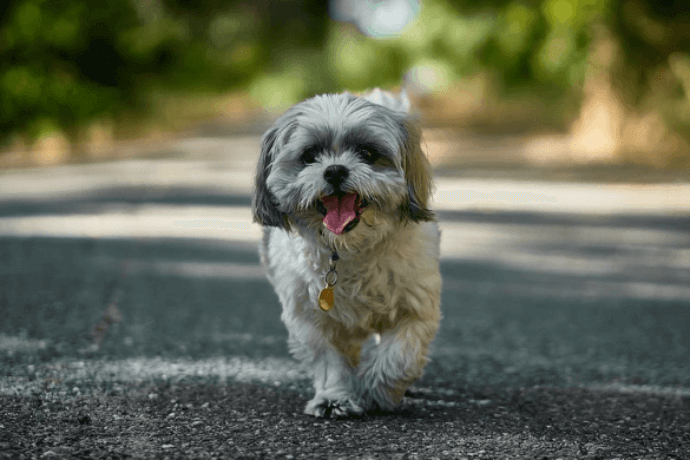 Shih Tzu walking on a trail