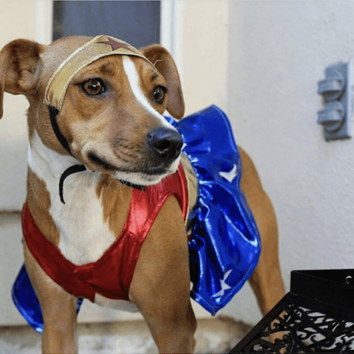 wonder woman dog