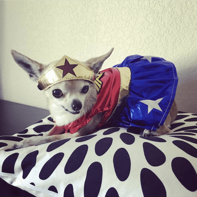 wonder woman dog