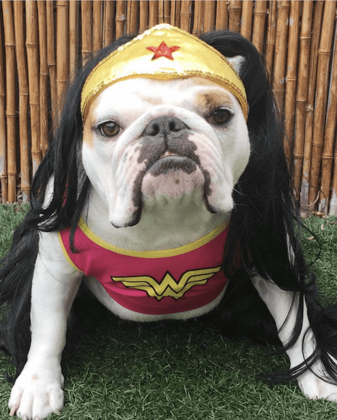 wonder woman dog