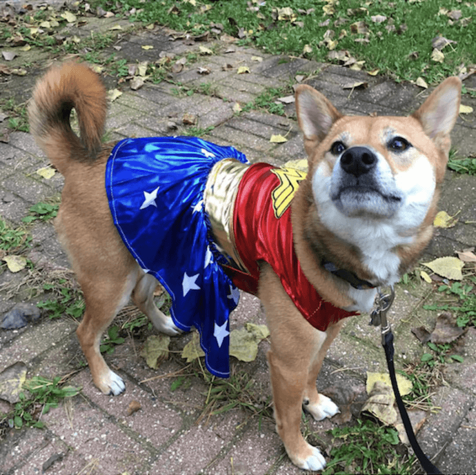 wonder woman dog