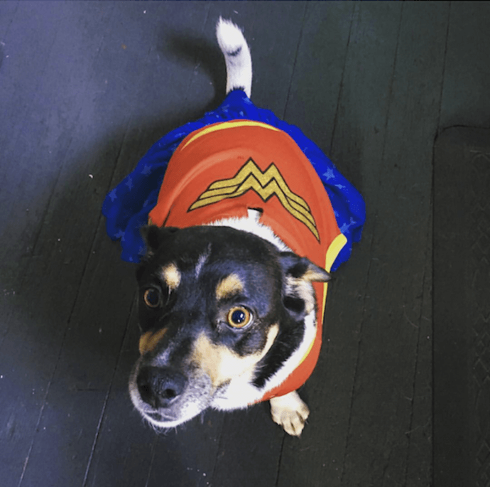 wonder woman dog