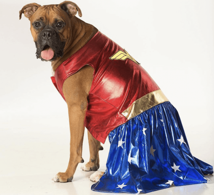 wonder woman dog