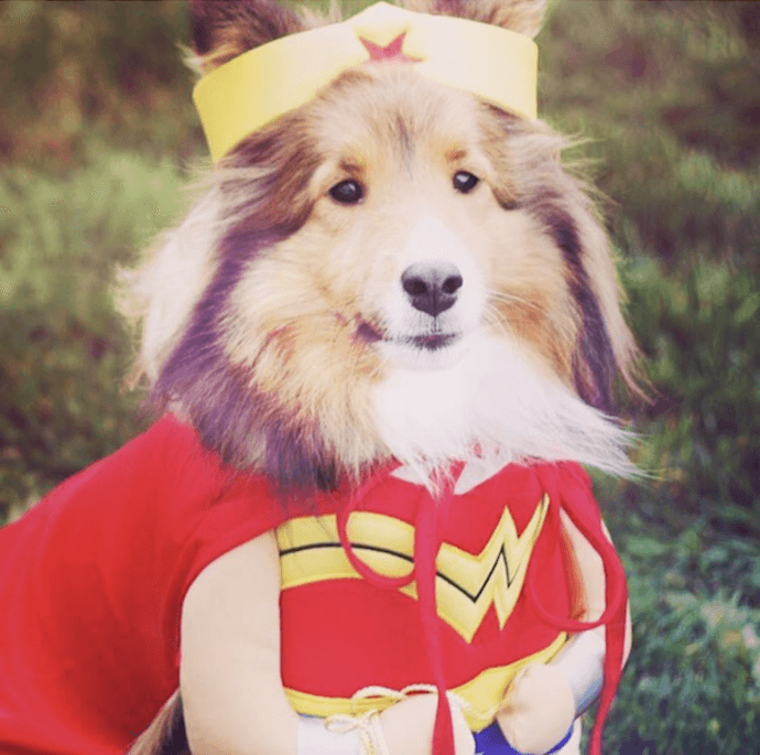 wonder woman dog