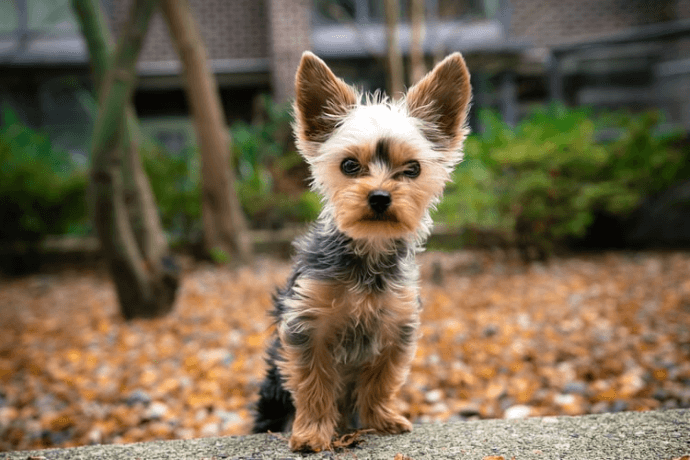 Yorkshire Terrier at street