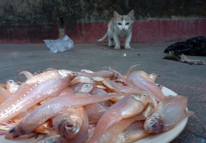 cat and raw fish