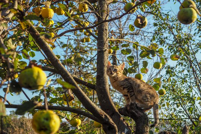 can cats eat apples