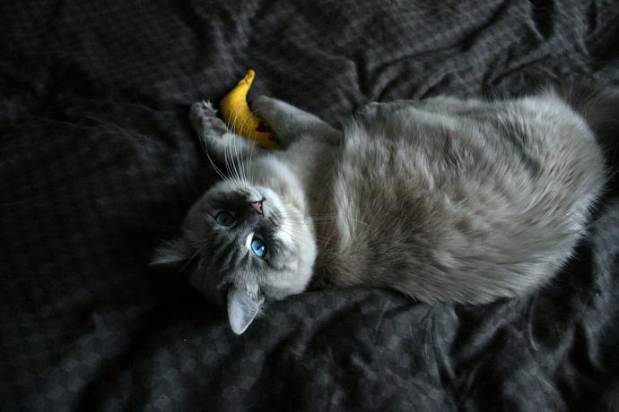 can cats eat bananas