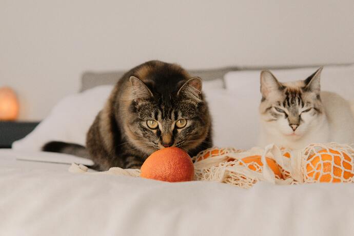 can cats eat oranges