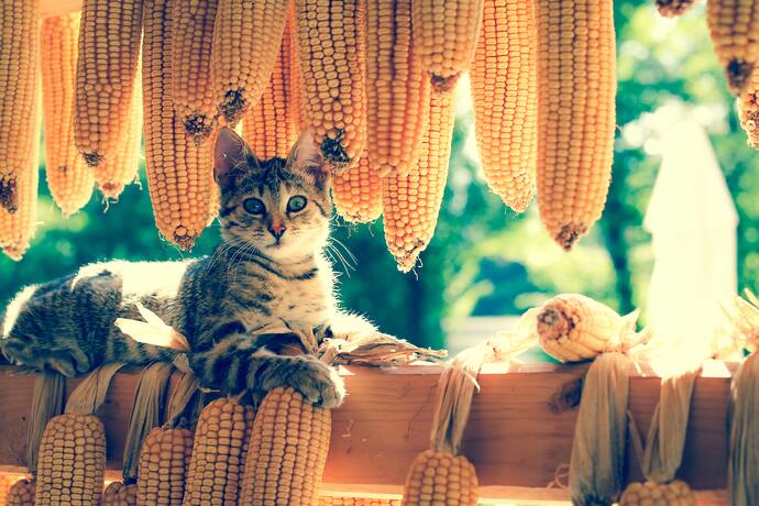 can cats have corn