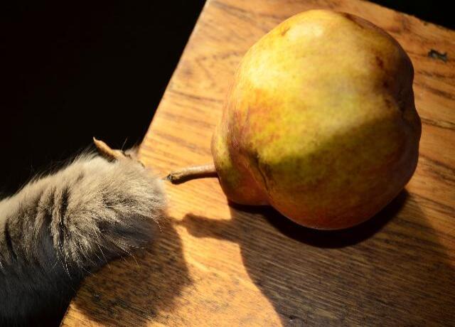 What fruit is good for outlet cats