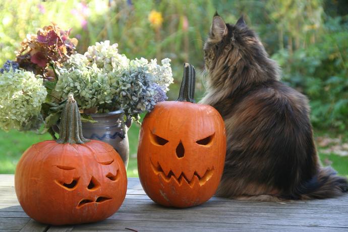 can cats eat pumpkin