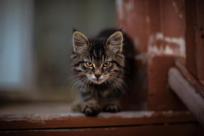 Stalking and Pouncing in Cats: Reasons and Solutions