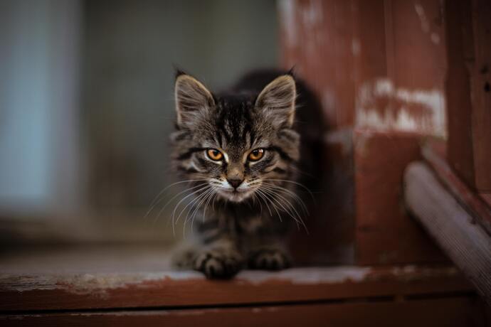 kitten stalking