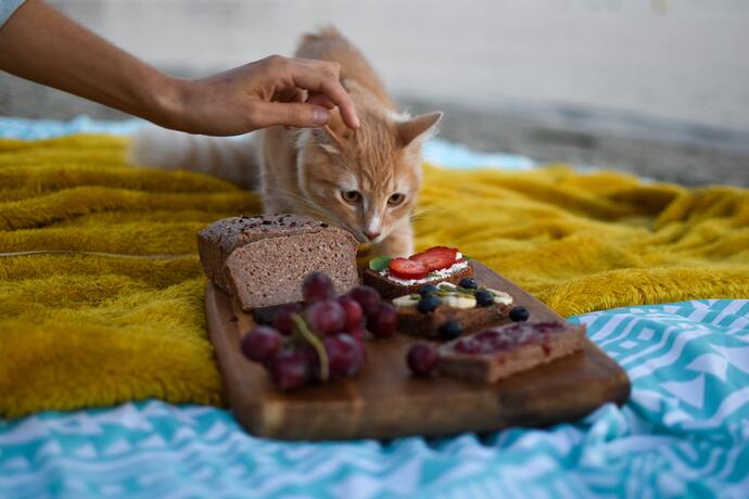 can cats have strawberries