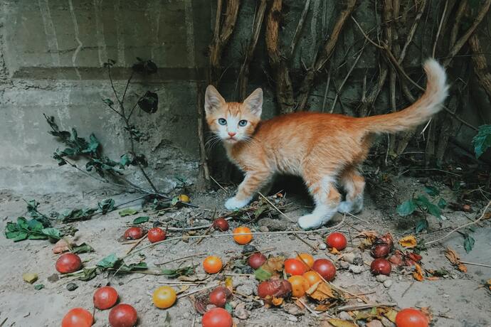 can cats eat tomatoes