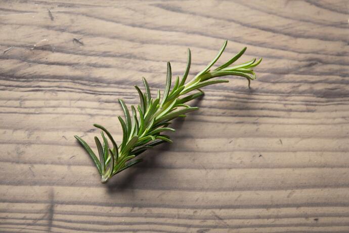 can cats eat rosemary