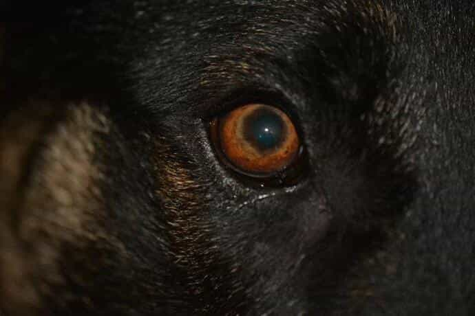 Dog tears shop in eyes