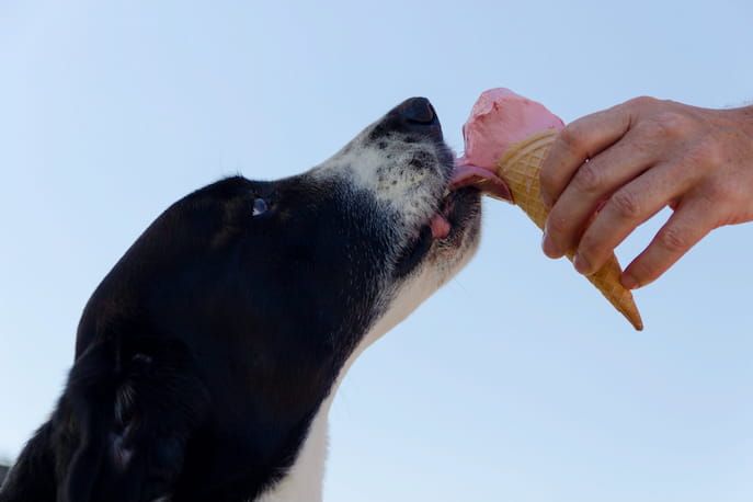 can dogs have a little vanilla ice cream