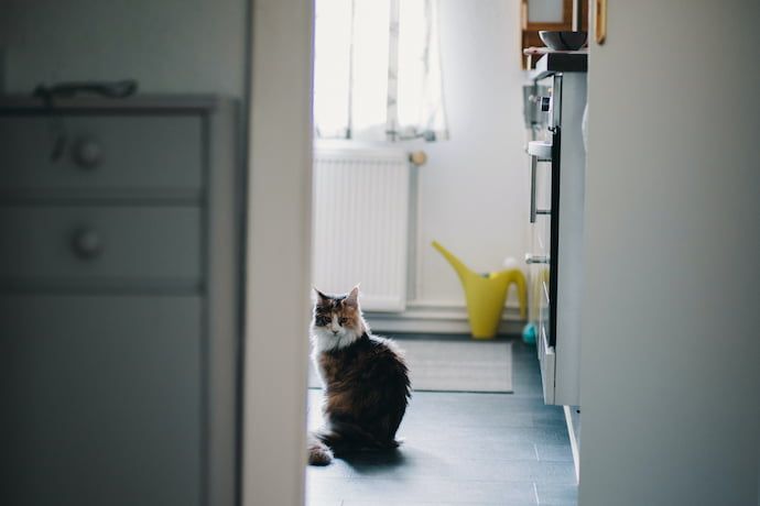 why does my cat follow me to the bathroom