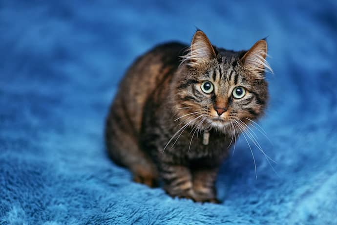 Why Do Cats Stare at You: Another Cat Behavior Explained