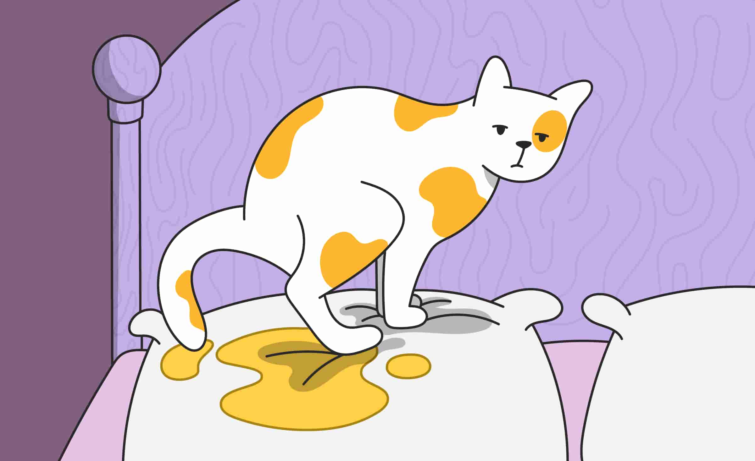 Why cat shop started peeing everywhere