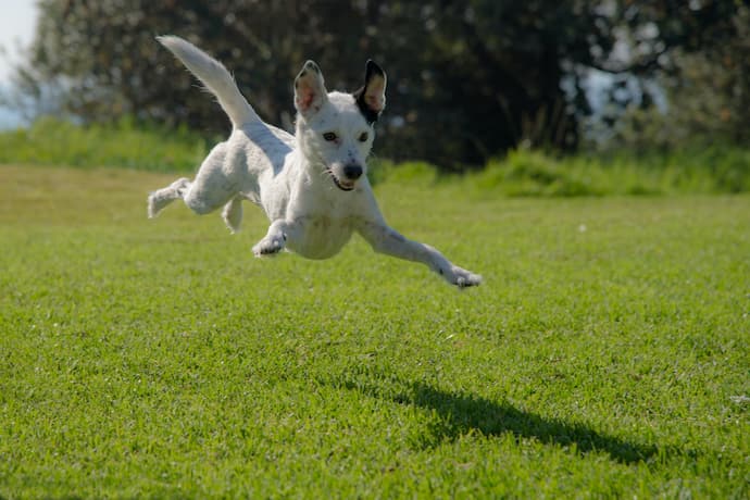 dog jumps when excited