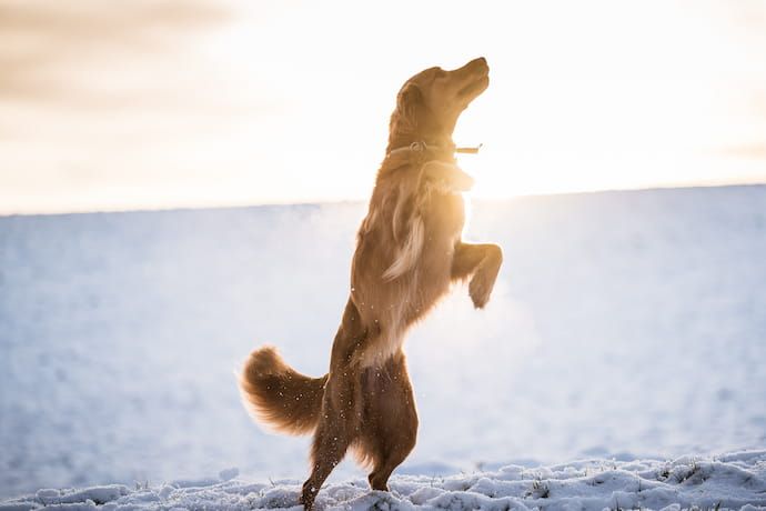 stopping dog from jumping