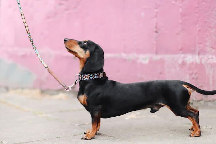 how to train dog to walk on leash